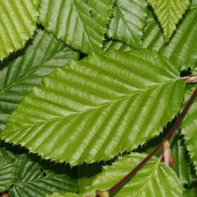 Граб японский в Гомеле