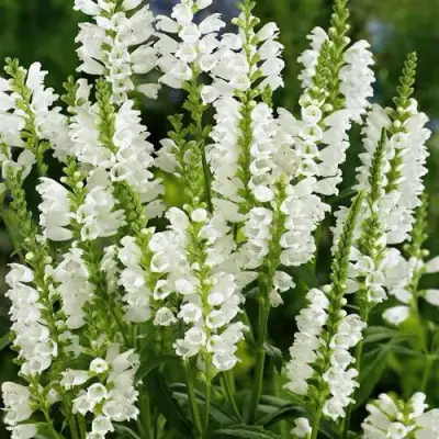 Физостегия АЛЬБА виргинская в Гомеле