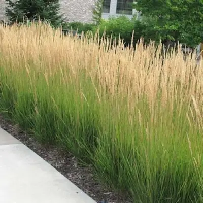 Вейник КАРЛ ФОРСТЕР остроцветковый в Гомеле