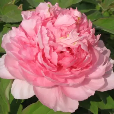 Пион ИМПЕРАТОРСКАЯ НАЛОЖНИЦА древовидный в Гомеле