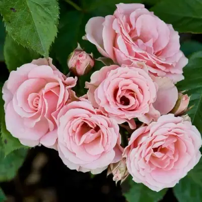 Роза КЛАССИК ЛИДИЯ спрей в Гомеле