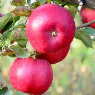 Яблоня АЙДАРЕД в Гомеле