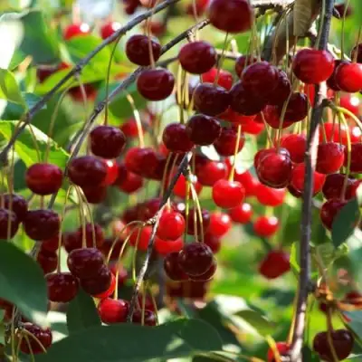 Вишня БРУСНИЦЫНА степная в Гомеле