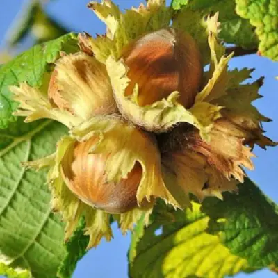 Фундук ТОНДА РОМАНА в Гомеле