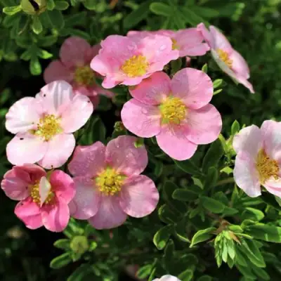 Лапчатка ЛАВЛИ ПИНК кустарниковая в Гомеле