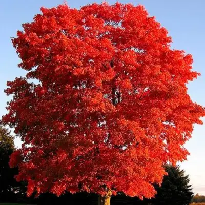 Дуб красный в Гомеле