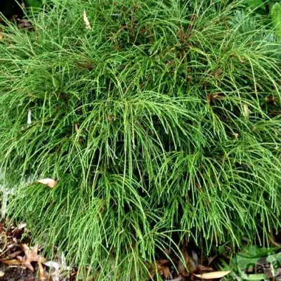 Туя ВИПКОРД складчатая в Гомеле