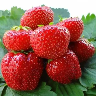 Клубника ВИМА ЗАНТА в Гомеле