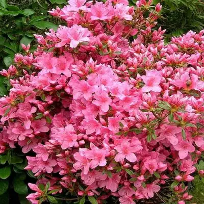 Азалия РОКОКО японская в Гомеле