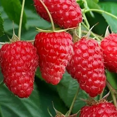 Малина КАСКАД ДЕЛАЙТ в Гомеле