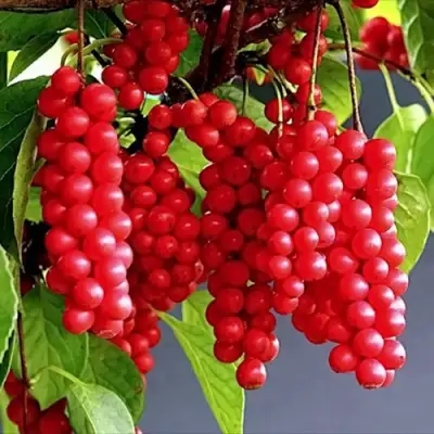 Лимонник САДОВЫЙ 1 китайский  в Гомеле