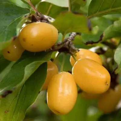 Кизил ЯНТАРНЫЙ в Гомеле