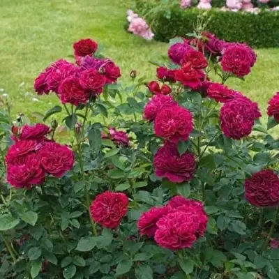 Роза МАНСТЕД ВУД английская в Гомеле