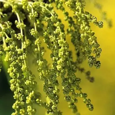 Дуб скальный в Гомеле