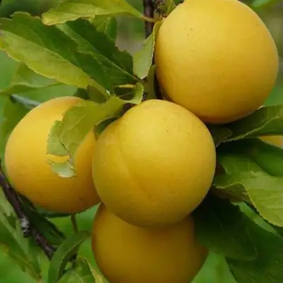 Слива СОЛНЫШКО в Гомеле