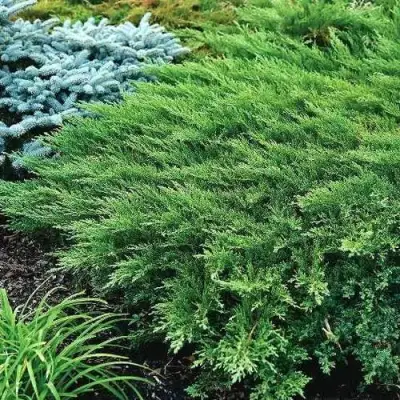 Можжевельник РОКЕРИ ДЖЕМ казацкий  в Гомеле