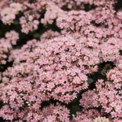 Очиток (седум) МАТРОНА в Гомеле