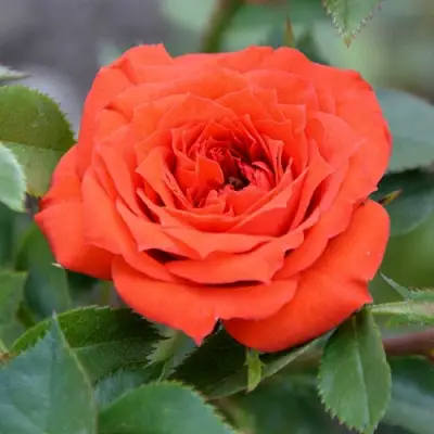 Роза ОРАНЖ ДЖЕВЕЛ миниатюрная в Гомеле