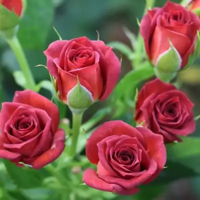 Роза ЧОКОЧИНО спрей в Гомеле