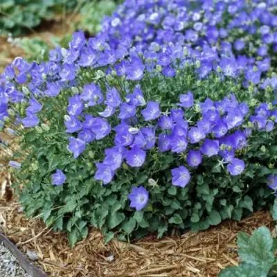 Колокольчик САНТА карпатский в Гомеле