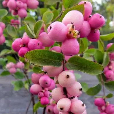 Снежноягодник ФИЕСТА БЕРРИ доренбоза в Гомеле