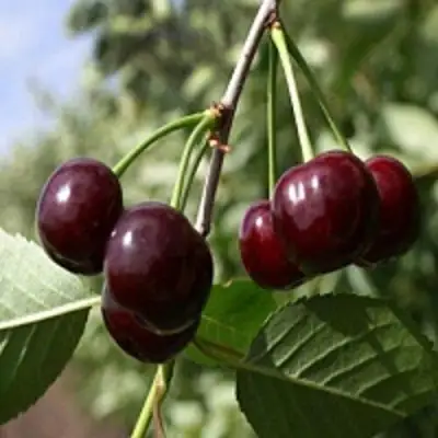 Вишня ВЛАДИМИРСКАЯ в Гомеле