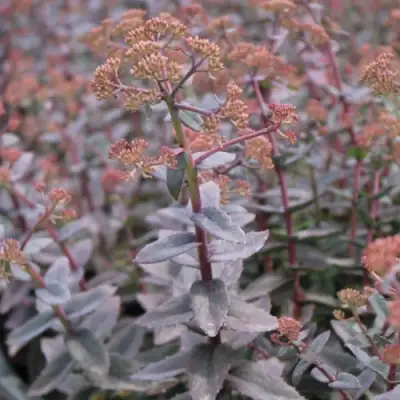 Очиток (седум) РЭЙН КСЕНОКС видный в Гомеле