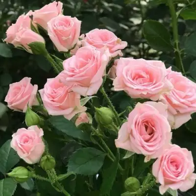 Роза КЛАССИК ЛИДИЯ спрей в Гомеле