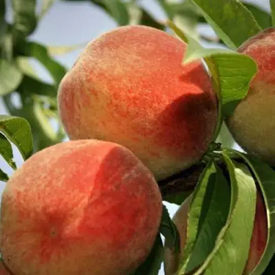 Персик ВУЛКАН в Гомеле