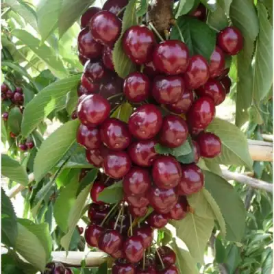 Вишня КОРОЛЕВА колонновидная в Гомеле