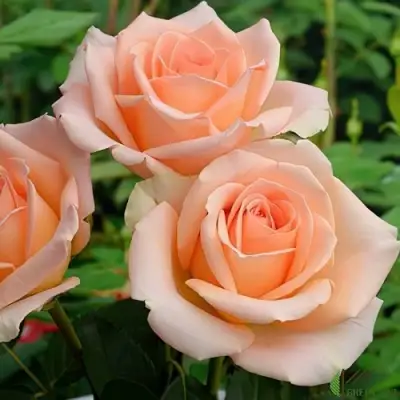 Роза ВЕРСИЛИЯ чайно-гибридная в Гомеле