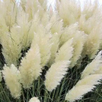 Кортадерия белая (пампасная трава) в Гомеле