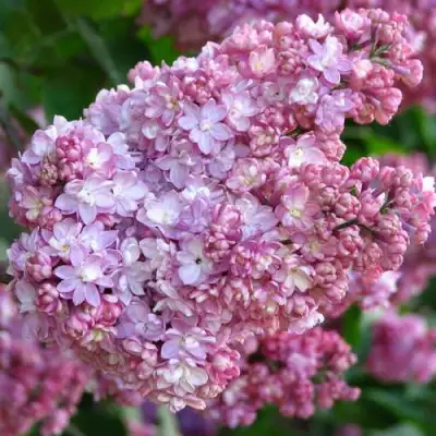 Сирень ПАМЯТЬ О ВЕХОВЕ в Гомеле