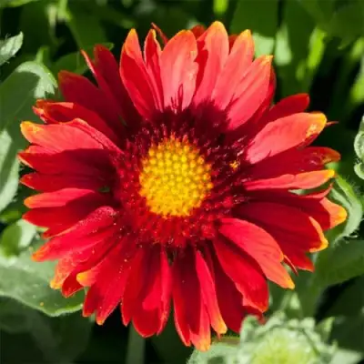 Гайлардия АРИЗОНА РЕД ШЕЙДС в Гомеле