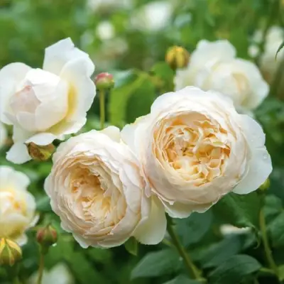 Роза КЛЭР ОСТИН английская в Гомеле