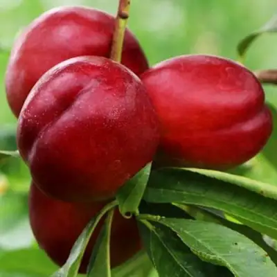 Нектарин КРЫМЧАНИН в Гомеле