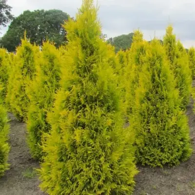 Туя САНКИСТ западная в Гомеле