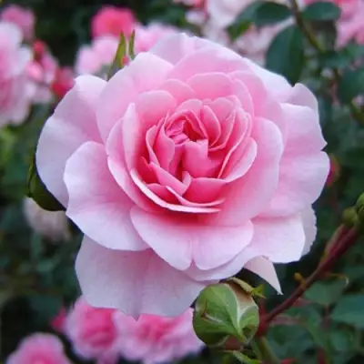 саженцы розы Боника