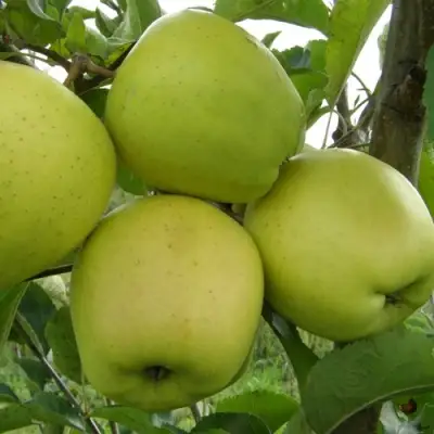 Яблоня КОШТЕЛЯ в Гомеле