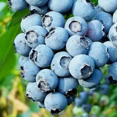 Голубика БРИГИТТА БЛЮ в Гомеле