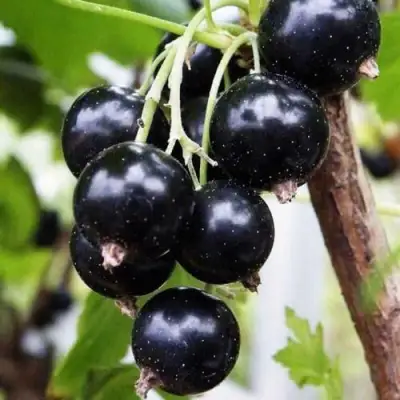 Смородина чёрная ДЕЛИКАТЕСНАЯ в Гомеле