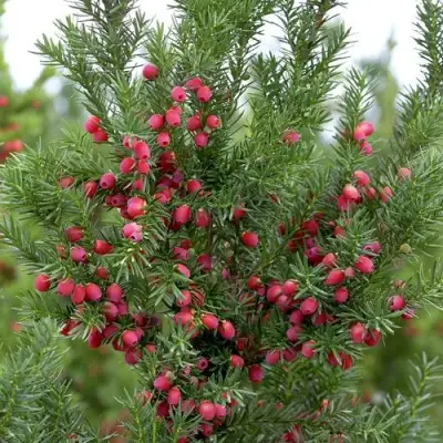 Тис ХИКСИ средний в Гомеле