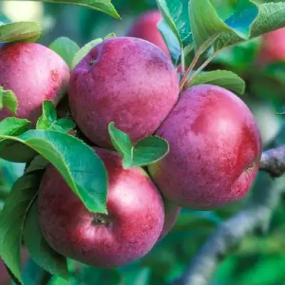 Яблоня СПАРТАН в Гомеле