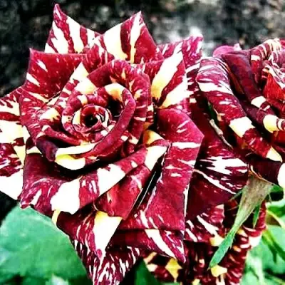 Роза ФОКУС ПОКУС флорибунда в Гомеле