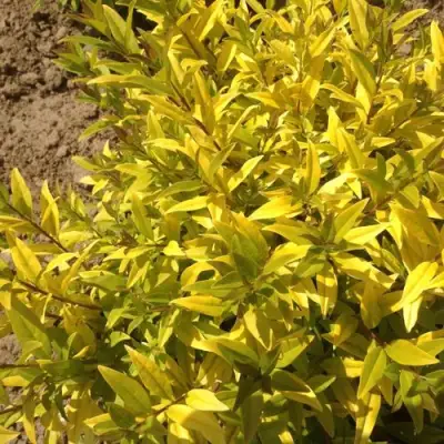 Бирючина АУРЕА обыкновенная в Гомеле