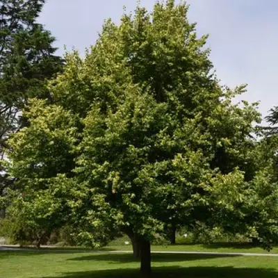 Липа сердцевидная в Гомеле