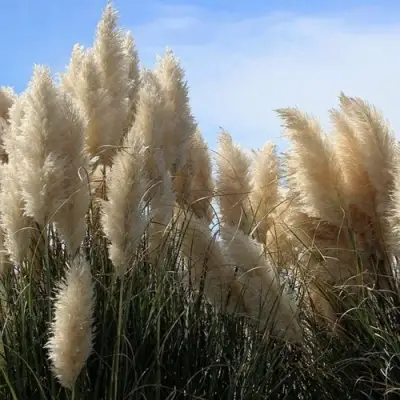 Кортадерия белая (пампасная трава) в Гомеле