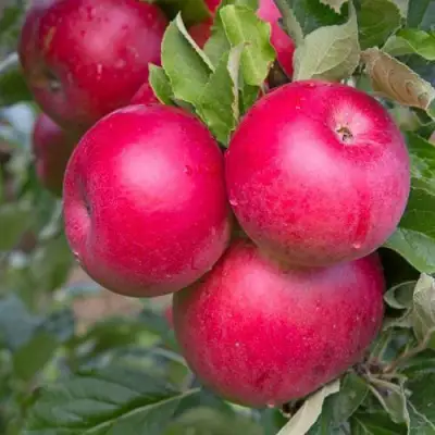 Яблоня РОЖДЕСТВЕНСКОЕ в Гомеле