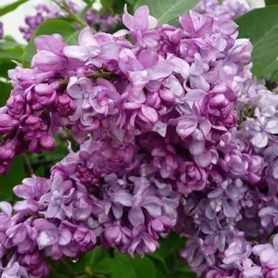 Сирень ГЕНЕРАЛ ПЕРШИНГ в Гомеле