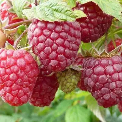 Малина ПОЛЬКА (ПОЛКА) в Гомеле